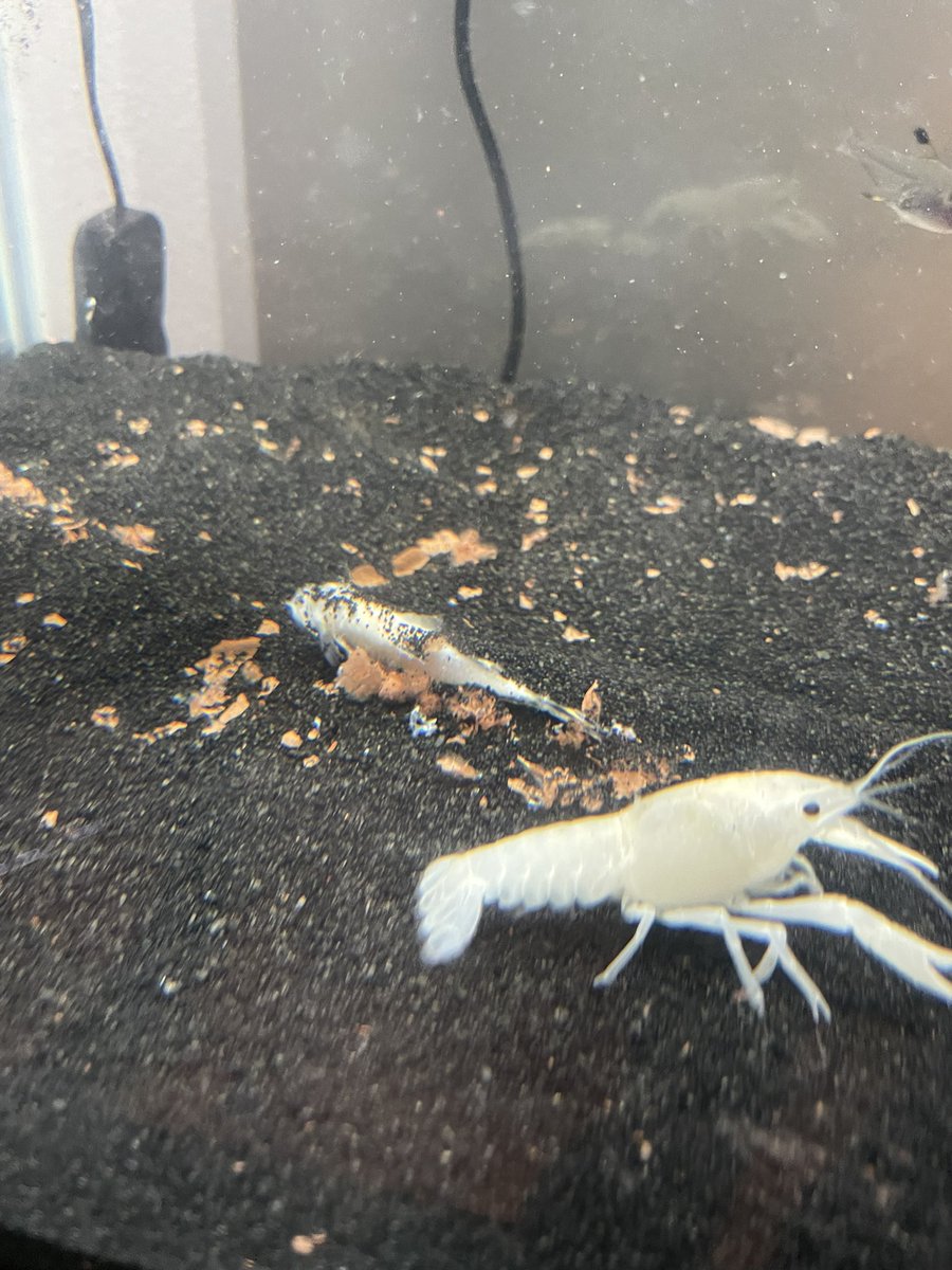 Hola, hace varias semanas estaba sintiéndome muy solo por lo que encontré a Texas para hacerme compañía. Luego sentí que ella estaba sola y le traje compañerxs. Hoy voy regresando del circo y al entrar a mi departamento encuentro a Texas sacandole las tripas a su amigo Arizona.