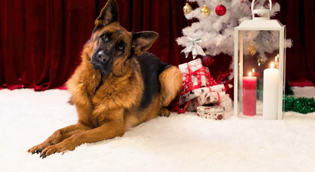Annika59655927's tweet photo. #cristmastime
#GermanShepherd 
#photography https://t.co/Zspsk30s6i