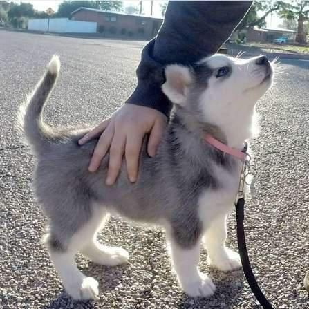 went out for a walk with baby hunter. :)