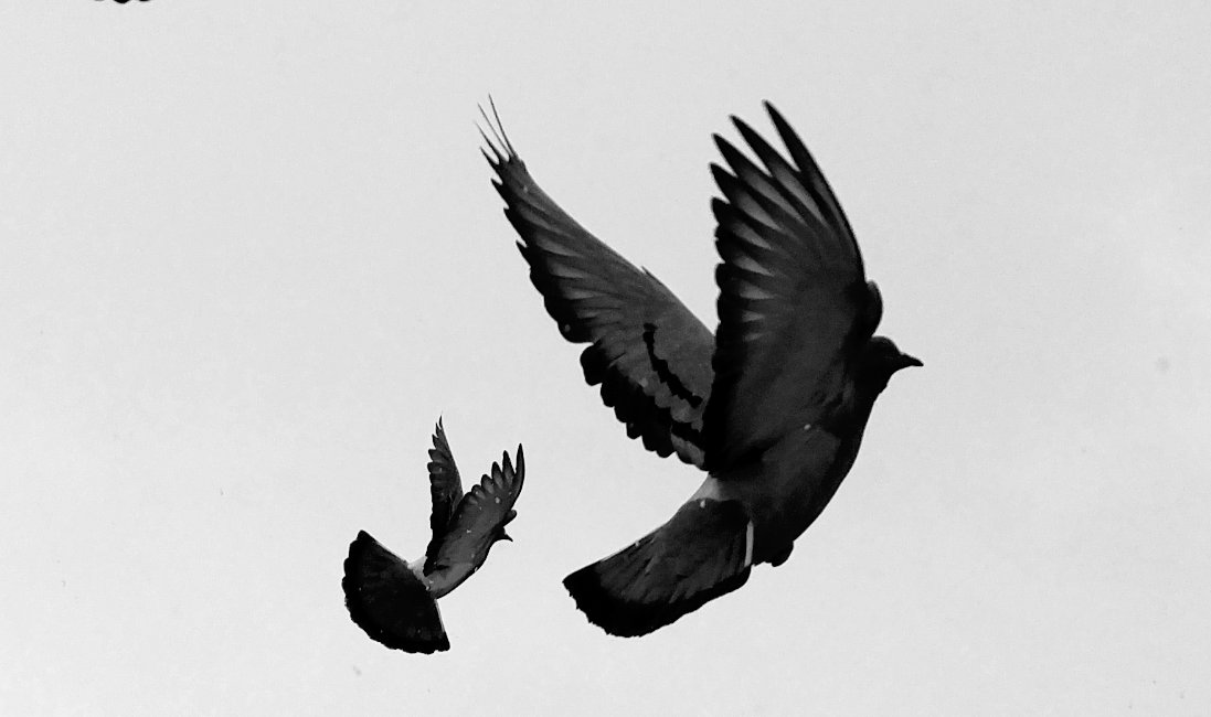 Yükselirken kırarak çıkan düştüğünde tutunacak dal bulamaz. 
Ağacın kalitesi özünden insanın kalitesi sözünden belli olur. 
Nefis her zaman başarı ister, herşeyin daha fazlasını ister. Gönüllerde bir olamadıktan sonra hiçbir başarı ve maddiyat gerçek hazzı veremez.