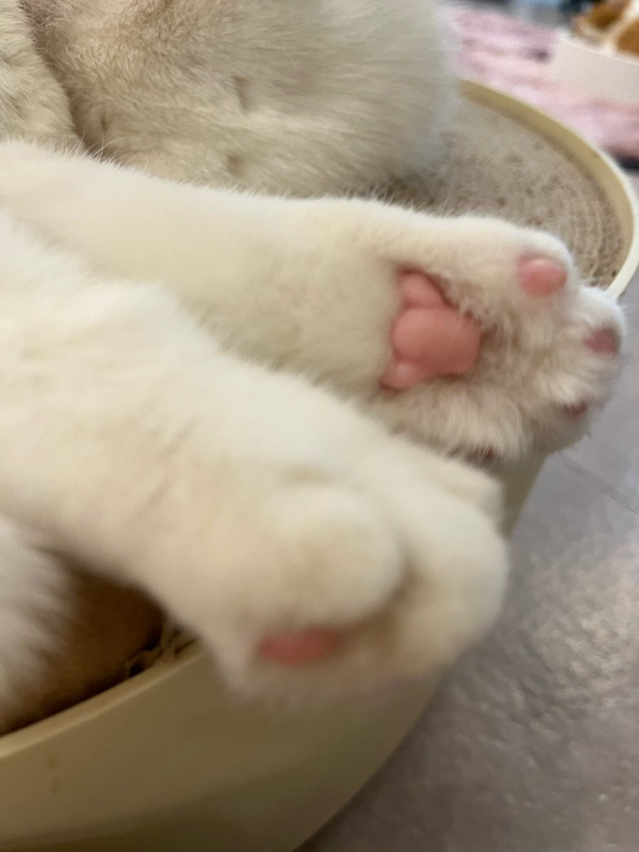 aespasbbl's tweet photo. [221208] 1:49PM KST: 🦋 

- these days, i really want to raise a cat… 
- i went to a cat cafe with jimin unnie yesterday ㅋㅋ 
- +2 📸
- 🥹🤍 https://t.co/gms5KXs3hm