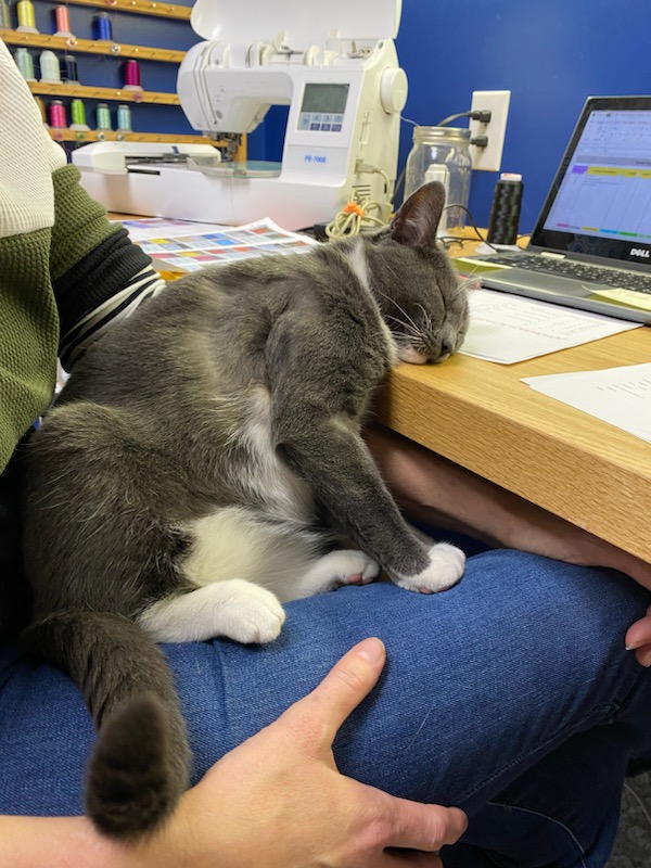 HumaneAlamance's tweet image. This girl felt like Wednesday was less of a Wednesday and more like a second Monday this week...we feel you, #Calamari! This cuddle cat is still searching for her forever home! Visit hsaconline.org/adopt.html to apply! #CatsOfTwitter #rescue #AdoptDontShop #adoptme #burlingtonnc
