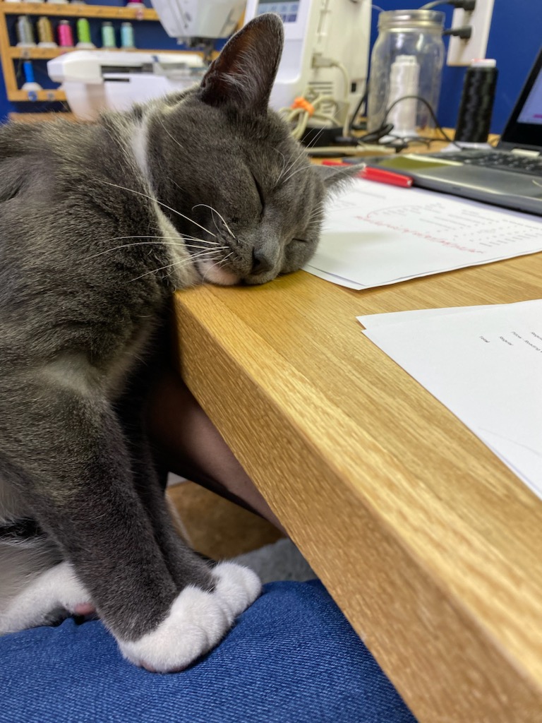 HumaneAlamance's tweet image. This girl felt like Wednesday was less of a Wednesday and more like a second Monday this week...we feel you, #Calamari! This cuddle cat is still searching for her forever home! Visit hsaconline.org/adopt.html to apply! #CatsOfTwitter #rescue #AdoptDontShop #adoptme #burlingtonnc