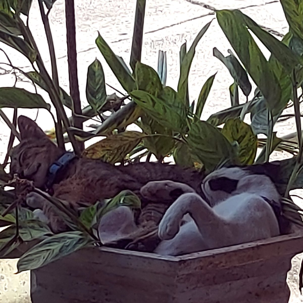 permataiNtan's tweet photo. Hmm...kenapa pada molor di pot tanaman sih..mpush https://t.co/nY213paOeC