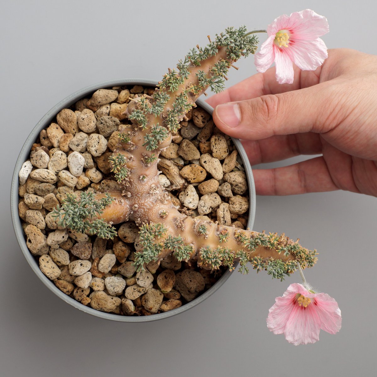 toshiro mori (@mori_udon) / Posts / X