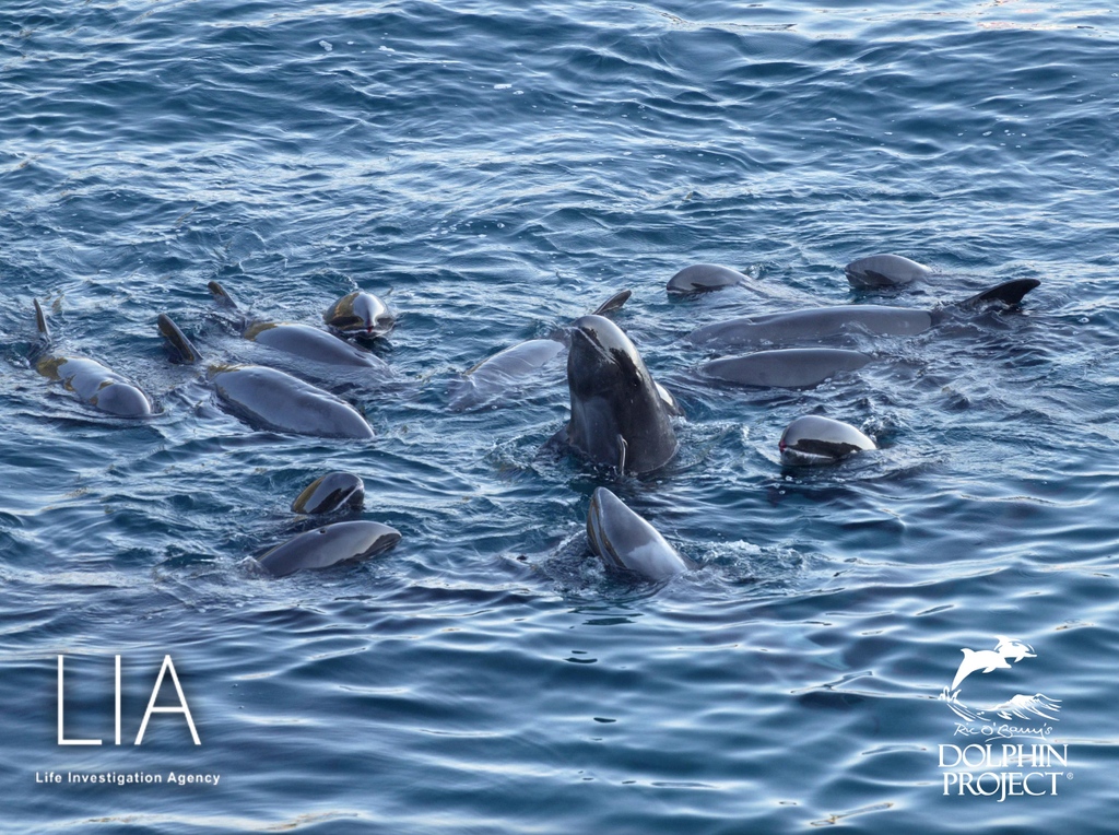 Dolphin_Project's tweet photo. Taiji: Shortly after heading out to sea this morning, the hunters found a pod of 19 melon-head whales. 
The hunters speedily drove them into the cove, and slaughtered the entire family group. Dec 8, 2022 #DolphinProject #LifeInvestigationAgency https://t.co/3mkU8qijrR