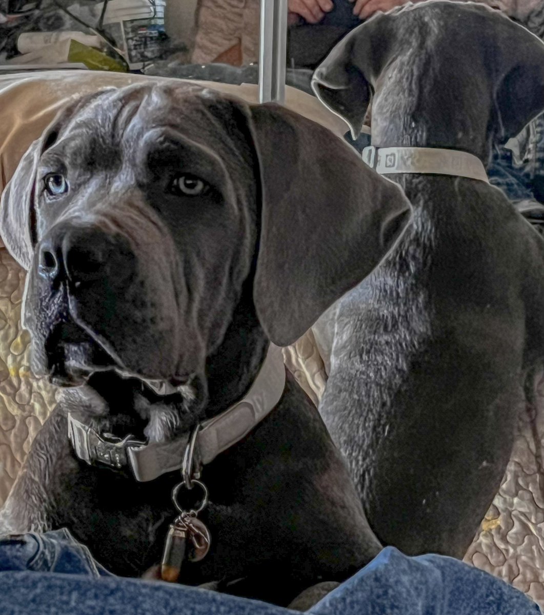 MERICA_HK's tweet photo. So yeah- I got one…and he’s growing up fast! 💙
4 months old. 66 lbs
#CaneCorso #CaneCorsoPuppy #Love 💙❤️ #MamaBaby https://t.co/BLkojaSO4M