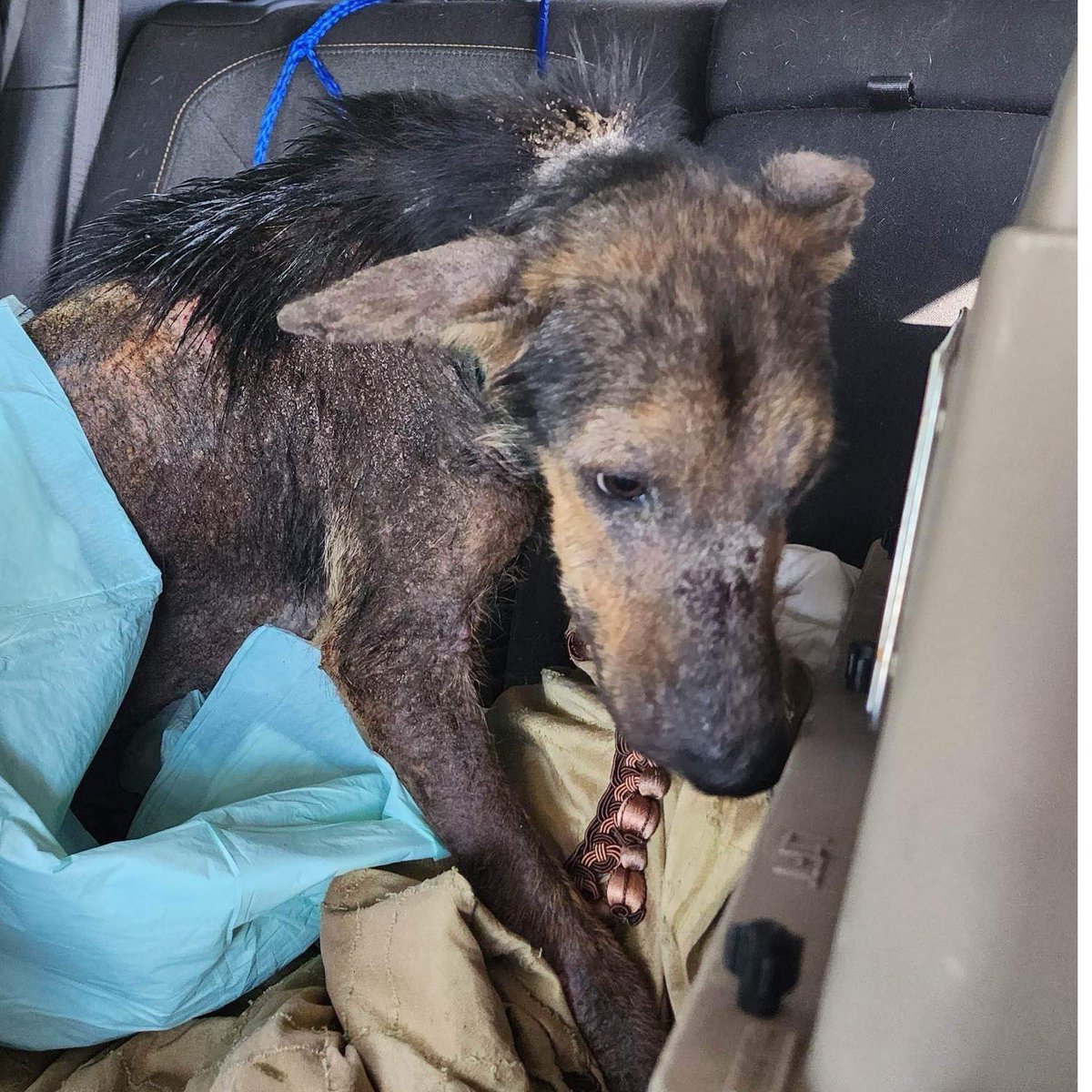 TomJumboGrumbo's tweet photo. And Every Dog Has Its Day:

They found Chestnut roaming the streets of a New York suburb, so sick he's lost half his hair. He's safe now but will need a lot of recovery. Donate at the link if you can, and PLEASE RT CHESTNUT:

https://t.co/oS0Atk8RhY https://t.co/MdoIL839BO