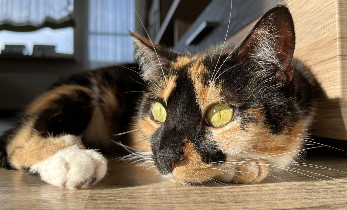 Fighting the November blues with a bit of 🌞 #cats #CatsOfTwitter #CatsOnTwitter #CalicoCrew