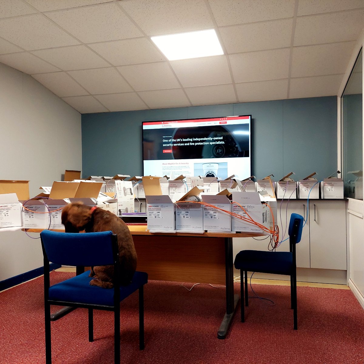 mayfairsecurity's tweet image. Teaching Coco the 🐶 apprentice how to configure a CCTV system 😁😂

#CCTV #dogs #dogapprentice