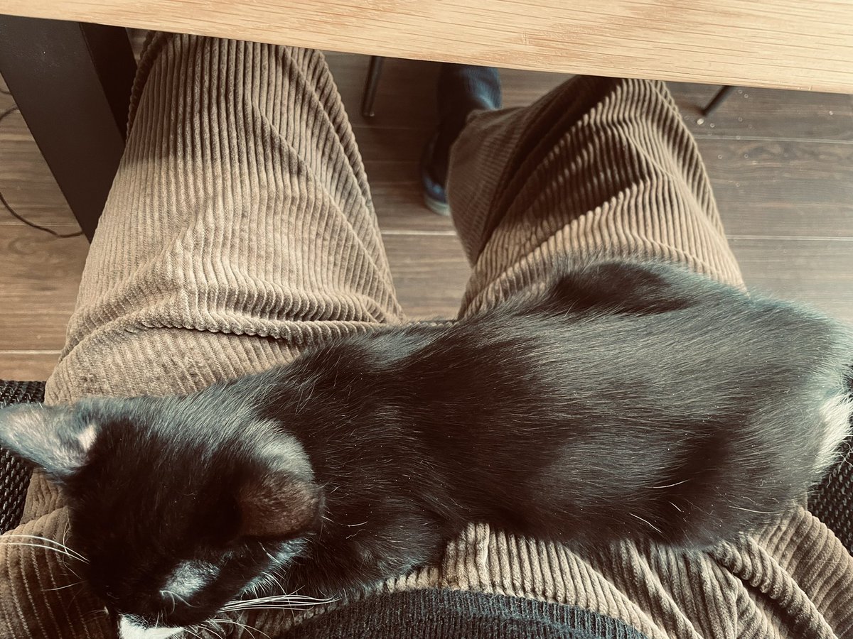 KaptainKulk's tweet photo. She is LONG now. 🥹 #icantmove #howcanimove #whywouldiwanttomove #ophelia #CatsOfTwitter https://t.co/CXfpcKLUqu