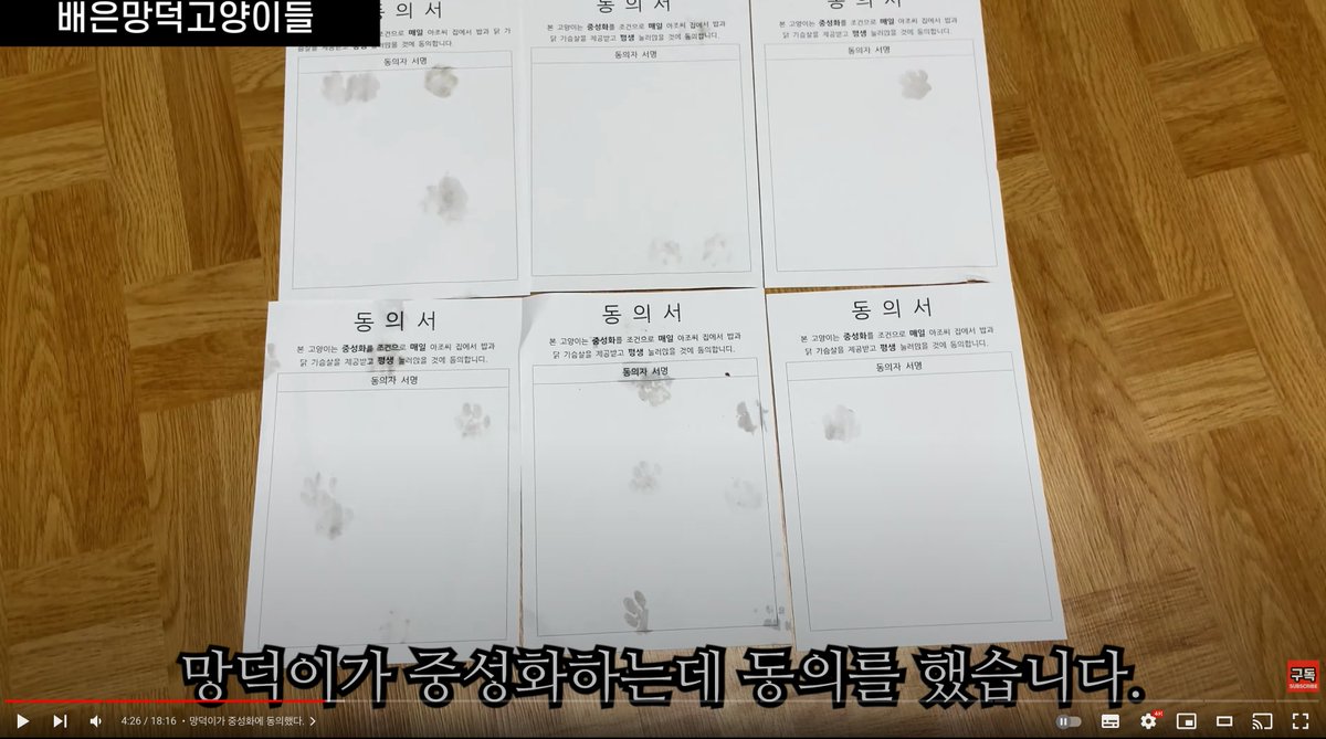 으악ㅋㅋㅋㅋㅋㅋ배은망덕고양이들 아저씨 왜케 귀엽냐 ㅋㅋㅋ 망덕이 중성화한다고 바닥에 동의서 깔고 발도장 받았엌ㅋㅋㅋㅋㅋㅋㅋㅋ으아귀여웤