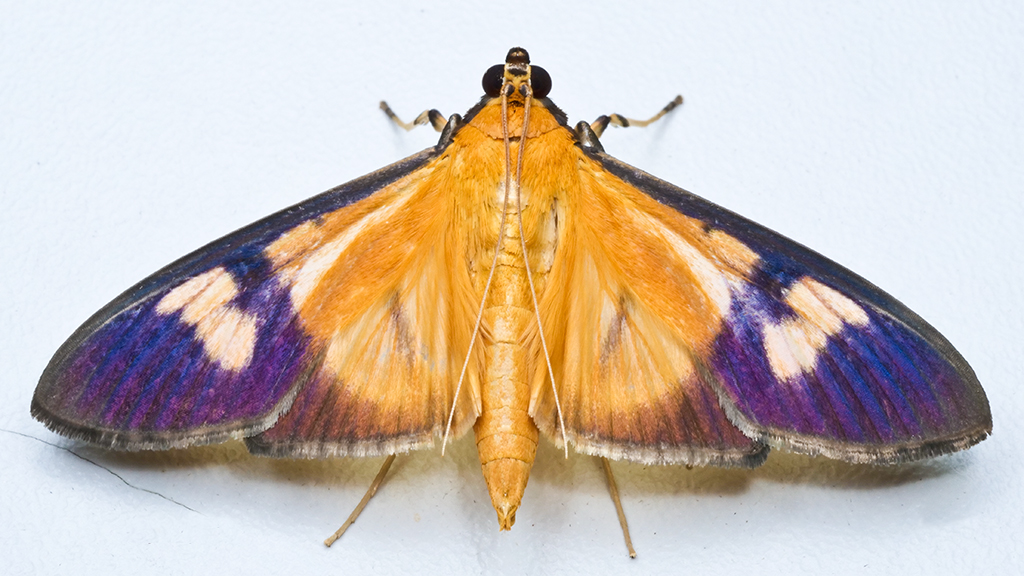 EerikaSchulz's tweet image. Plectrona sp. nov. from Finca Heimatlos Eco Lodge and Farm, near Puyo, Ecuador.