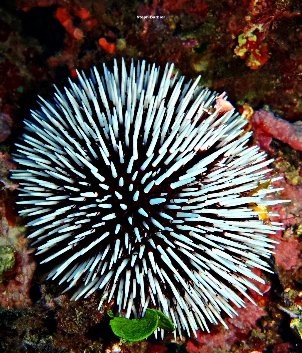 💦S'cuB'a Diving Time in Mediterranea: brown sea-urchin, "Hello links", white (purple) sea Urchin!
Instants de Plongée en Méditerranée : Oursin femelle; "Salut les maillons"; Oursin blanc/violet ! 😎
Olympus digital camera + housing
French Riviera / Côte d'Azur
Summer
2022
🌊