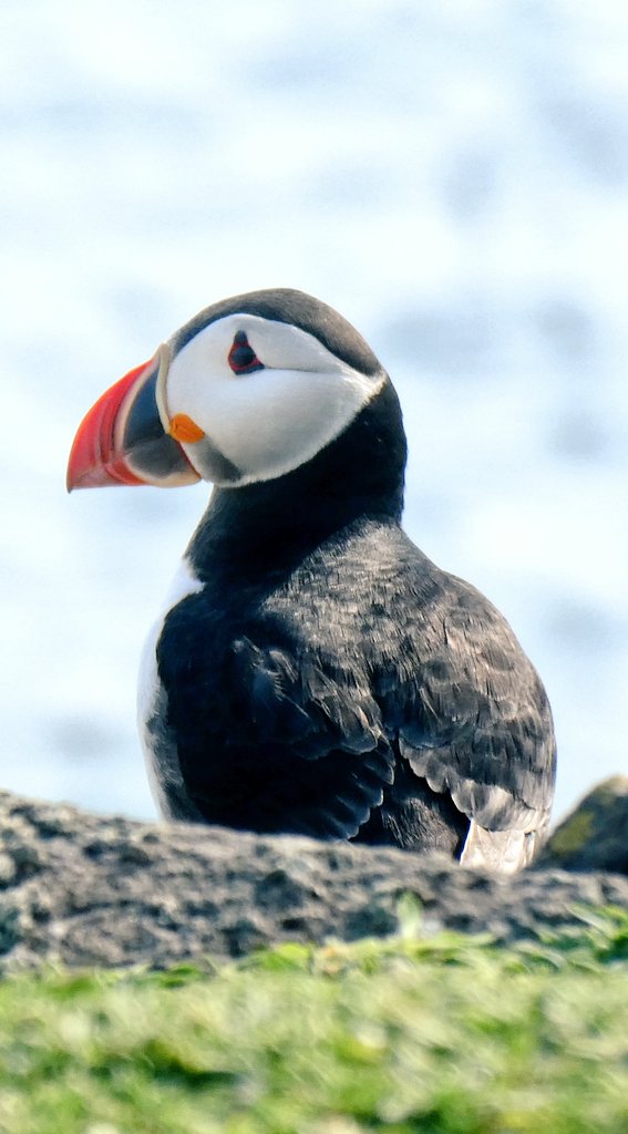 s4r4h_l's tweet photo. Can we get 100 puffin votes in an hour????? Please #VotePuffin #TeamPuffin @Natures_Voice @UKBirdWatch @skomer_island @RSPBScotland @RSPBEngland @RSPBCymru https://t.co/vaw6AjWA0l