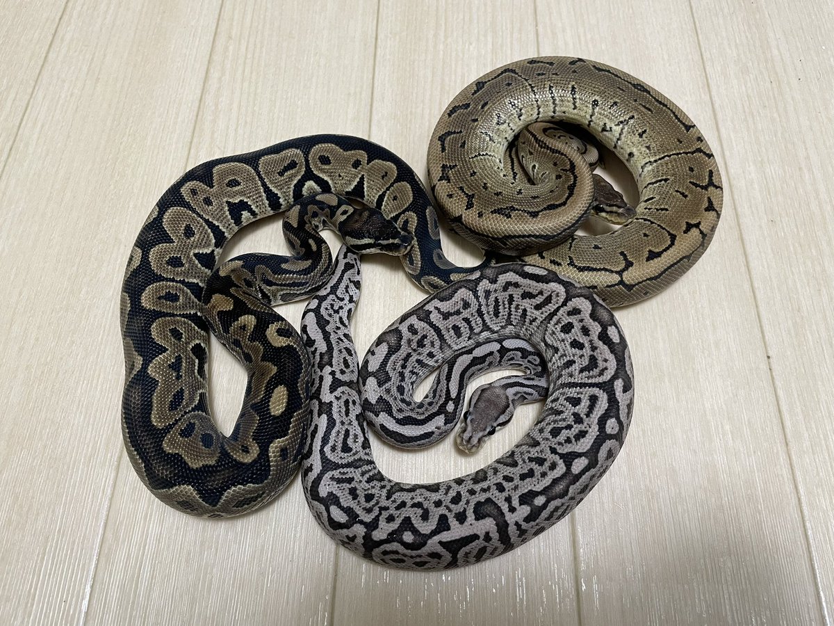 激レア パイソンレギウス ボールパイソン 本 Python regius-