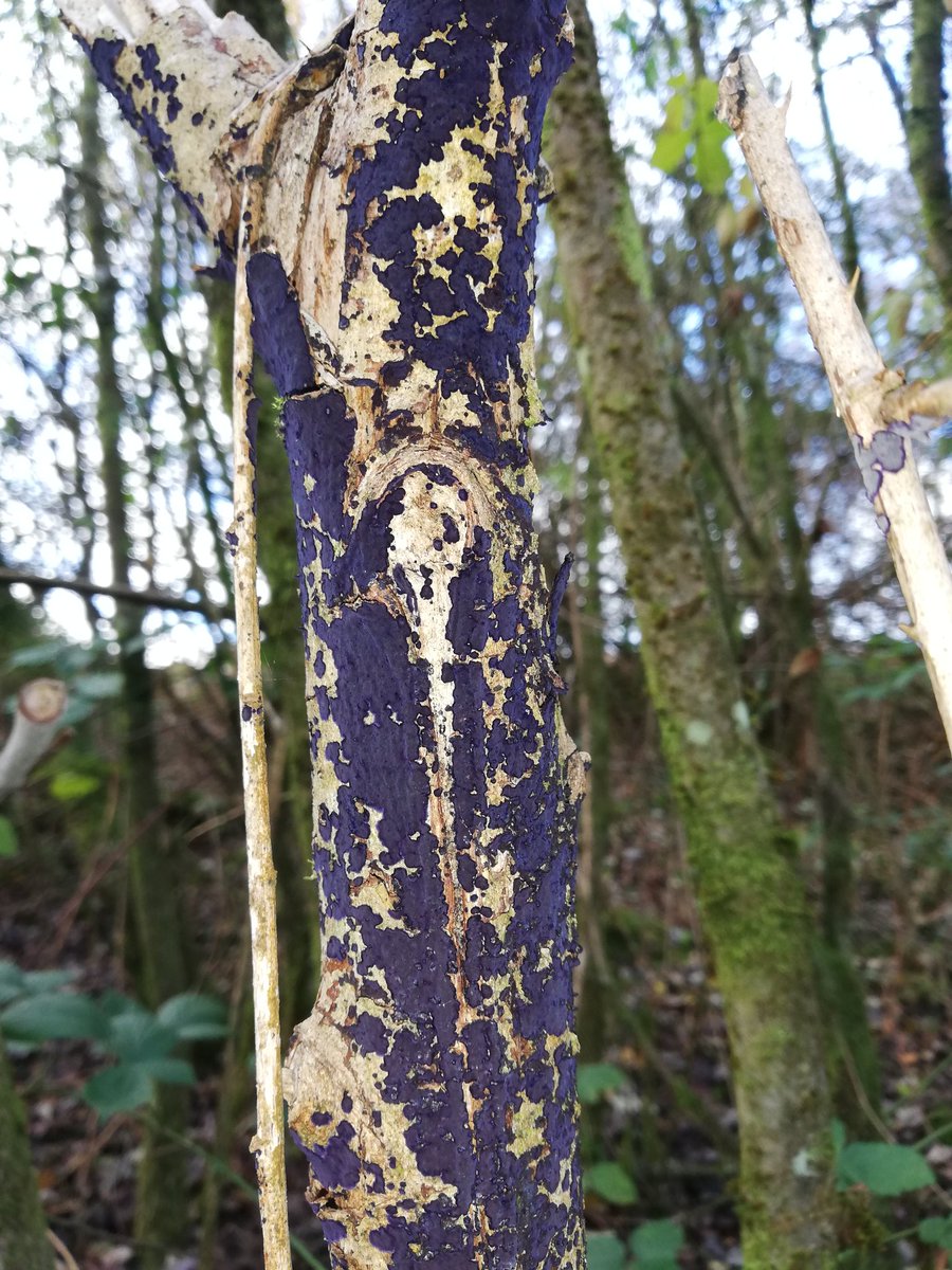 Colliery Spoil Biodiversity Initiative tweet media