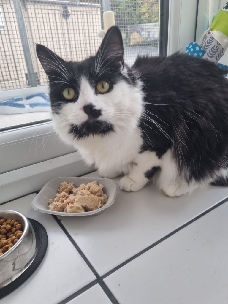 Please #retweet and help us to find Simon a home in time for #Christmas! Simon is a special cat and we have written a full description of him on our website. Please take a look and if you could offer him the home he needs do get in touch. 😺 

yorkshirecatrescue.org/search-for-a-c…