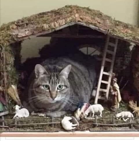 ruben_corella's tweet photo. #belen #bethelem #cats #funnycats #nacimiento #belenes #nadal #carols #christmasmood #funnycats #funny #home #sweethome #navidad #natale #noel #pets #kitten #catlover #caturday #home #CatsOfTwitter https://t.co/PBchZNh3wU