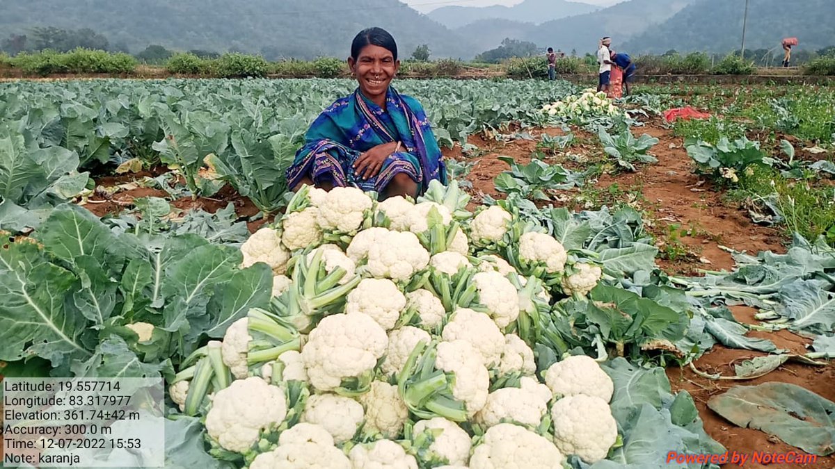 harshatrust's tweet photo. #CollectiveMarketing reduces the cost of marketing and provides better prices for the produce. Gangajamuna #producergroup (PG) conducted collective marketing of rabi vegetables in Kalyansinghpur block, #Rayagada.
#harshatrust #kalyansighpur
#AxisBankFoundation https://t.co/EE9d58VuMf