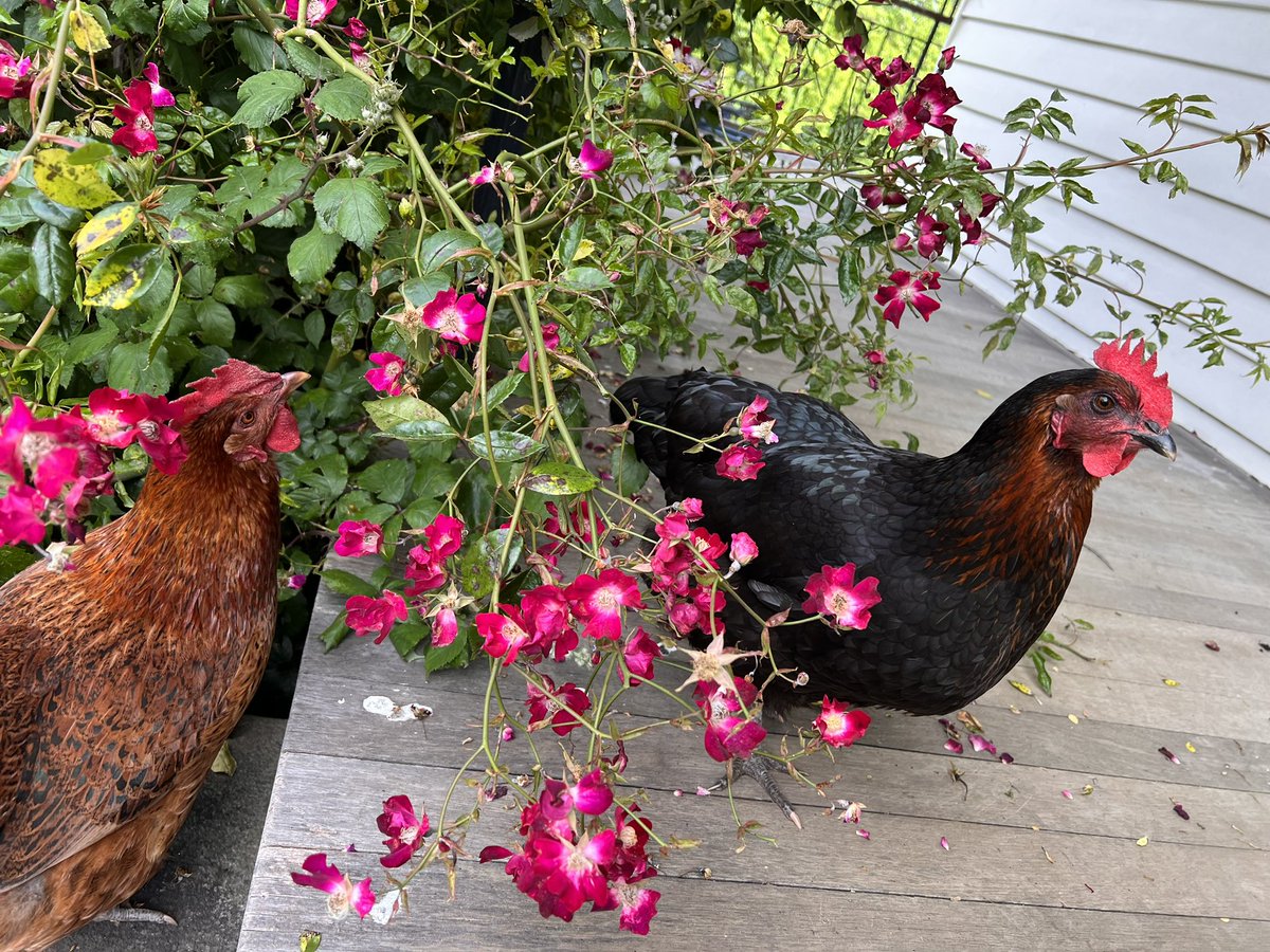 craig3352's tweet photo. If I go missing and my body isn’t found…it was the chickens. 

#Dial000 https://t.co/bNVCvtjvrG