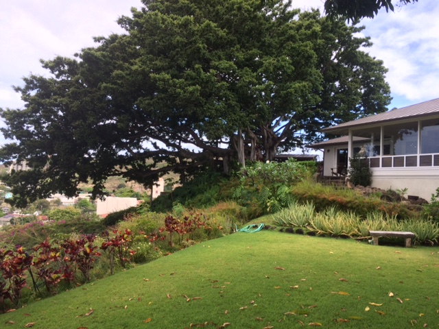 MahinaTreehouse's tweet photo. Follow https://t.co/HaxbH4Jfbg to see the transformation. https://t.co/dUfJmzfLyT