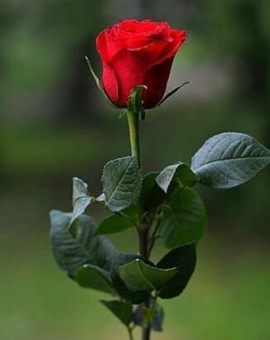 alipolatdemir7's tweet photo. günaydın gurbetcim🌹🍃🍂🇹🇷🇹🇷 https://t.co/nohiTVUxjJ