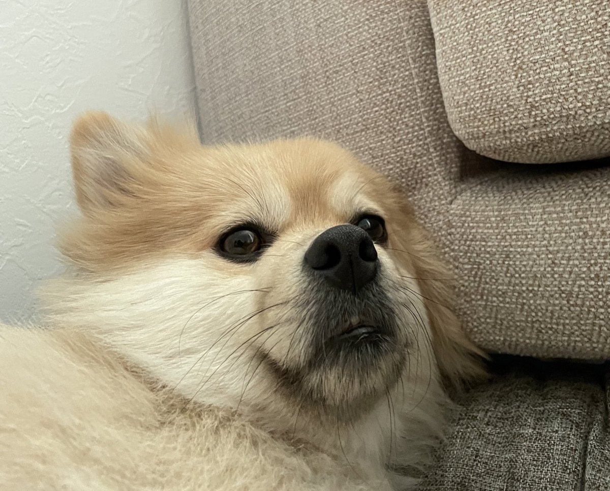 kotetsu7kg's tweet photo. 寝起きがひどいのよ！あなた！ https://t.co/XIIv4FxKgo