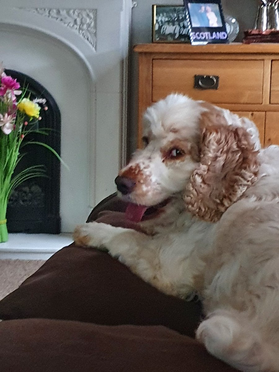 HarryCoco10's tweet photo. Harry here...it mes Gotcha day !!!! 5  hooman years ago I came to live at my foreverandever homes and me lubbs it !!! https://t.co/nRhPqPKIJT