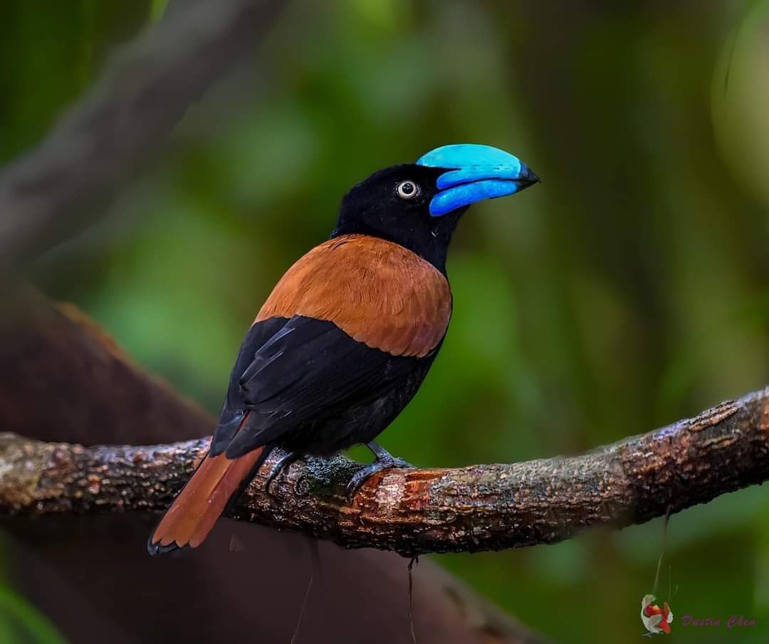 Endemic bird of Madagascar: the Helmet Vanga. It is found in the tropical rainforests of the North-east of the country.

📸 @biglenswildlife

#MyMadagascar #VisitMadagascar #madagascarwildlife