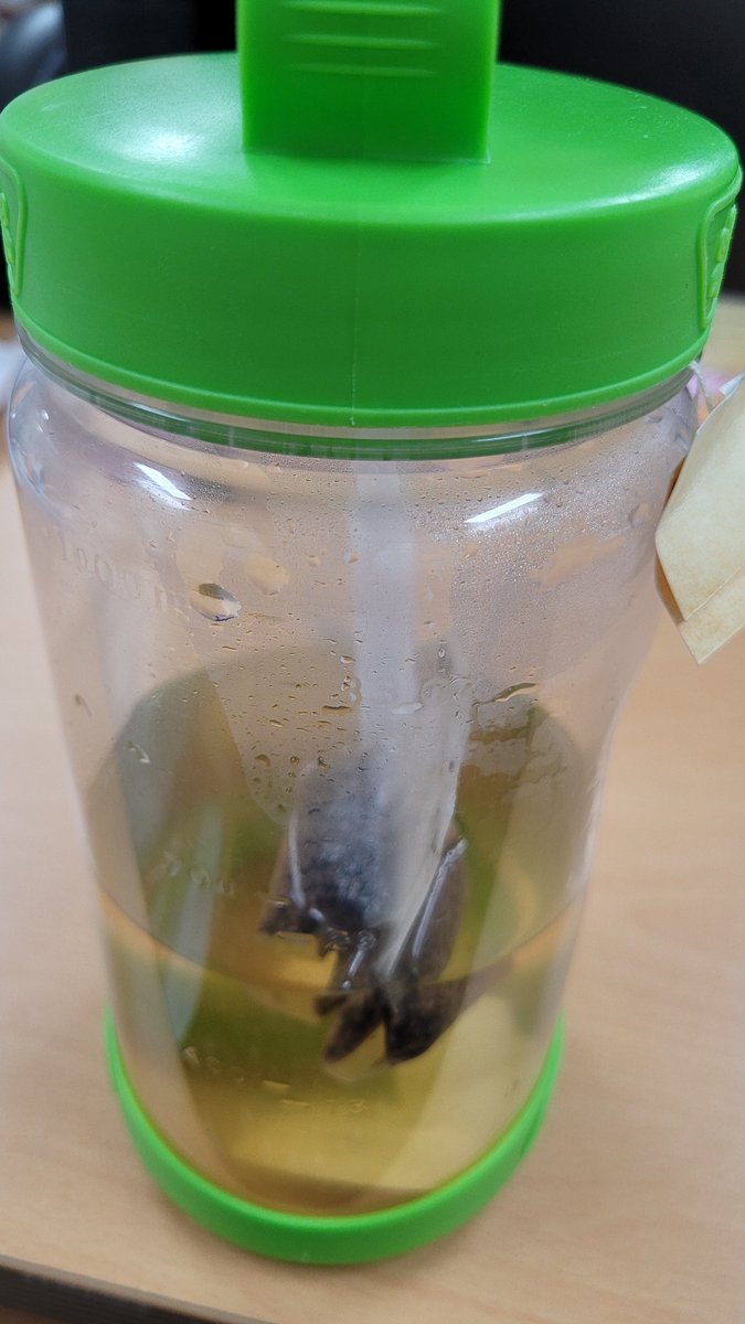 레디고고 tweet media