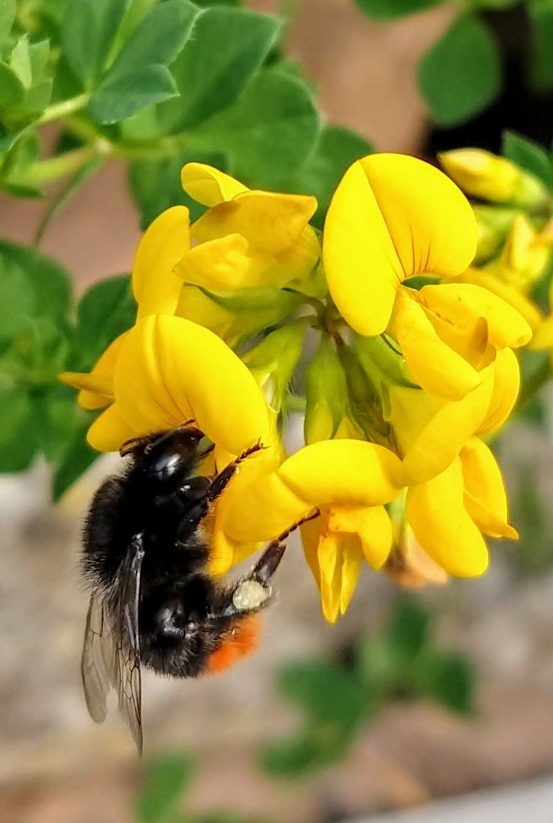 RachHomer's tweet image. A bee enjoying Bird's-foot trefoil for today's Bee themed #gardenadventcalendar 🐝 #GardeningTwitter #Gardens #Bees