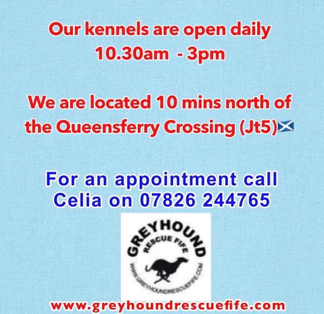 Looking for a #Greyhound ?
Black, blue, brindle, fawn or #Moohound Cheeky, frosty, happy, sad or long face. Bouncy, calm, energetic or laid back. We r open daily 10-3pm &amp; have #Greyhounds of all sizes, temperaments &amp;
personalities. Call Celia:07826 244765 for info #AdoptDontShop