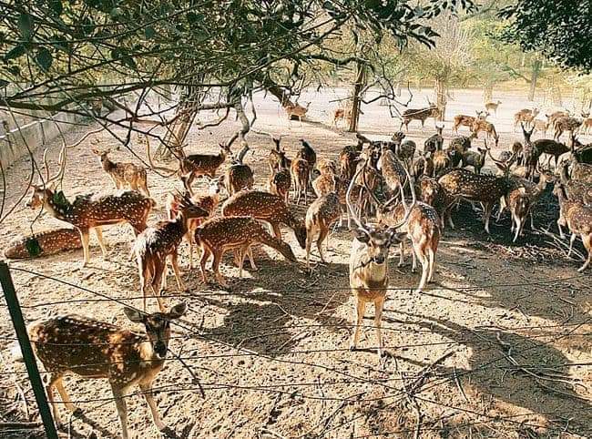 ForestDeptWB's tweet photo. HIDDEN WONDERS : Hidden Gems of Nature in Bengal
To read more :https://t.co/mgrxyhcqoG
.
.
.
.
#westbengalforestdepartment #governmentofwestbengal #hiddenwondersofwestbengal #garchumuk #bolpur #gorubathan #ecoresortsofbengal #nature #naturallife #instanature #weekenddestinations https://t.co/owlFH22SP7