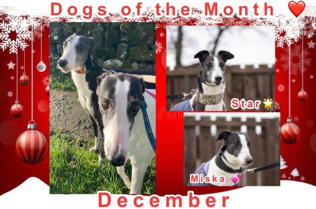 DOGS OF THE MONTH Star 6 &amp; Miska 5, 
bonded #Greyhounds to be #Adopted together. Came to us under unfortunate circumstances. Lovely, clean, friendly &amp; loving also a dream on a lead. Star is bossier. For info call Celia 07826 244765 #AdoptDontShop #InstantFamily #ThursdayVibes ❤️