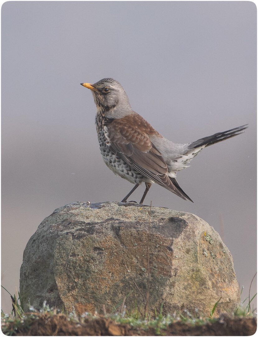 Tarla Ardıcı / Fieldfare

#HangiTür #birdphotography #birdwatching #wildlifephotography #nikonphotography #TwitterNaturePhotography #kuşgözlemi #turduspilaris