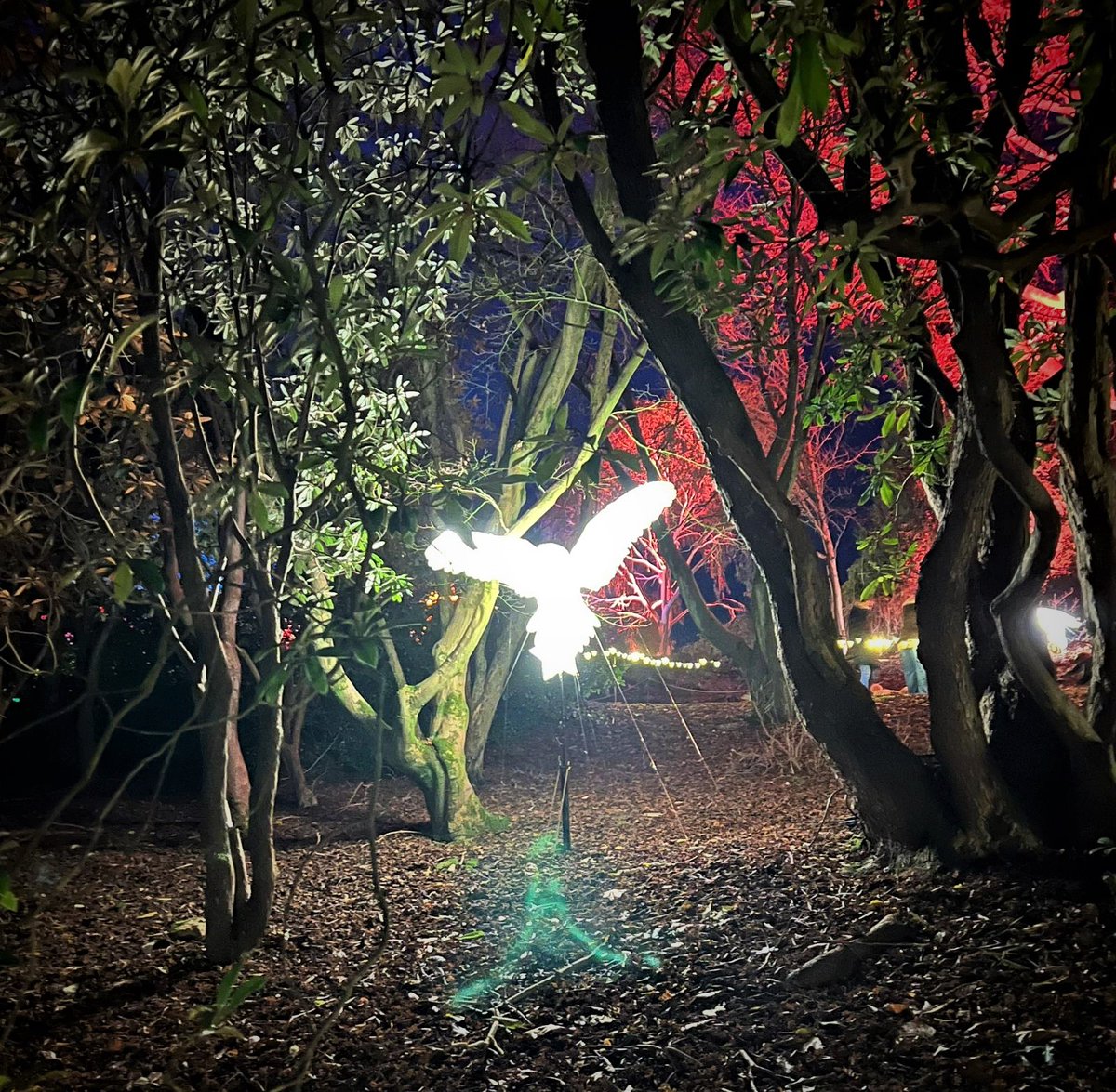 Ravilious's tweet photo. Some Sunday fun @LeonardsleeI with thanks to @PirateSuJa with @Torncalf #Leonardslee #illuminated #Sussex #Christmas https://t.co/7HYy5zBKjR