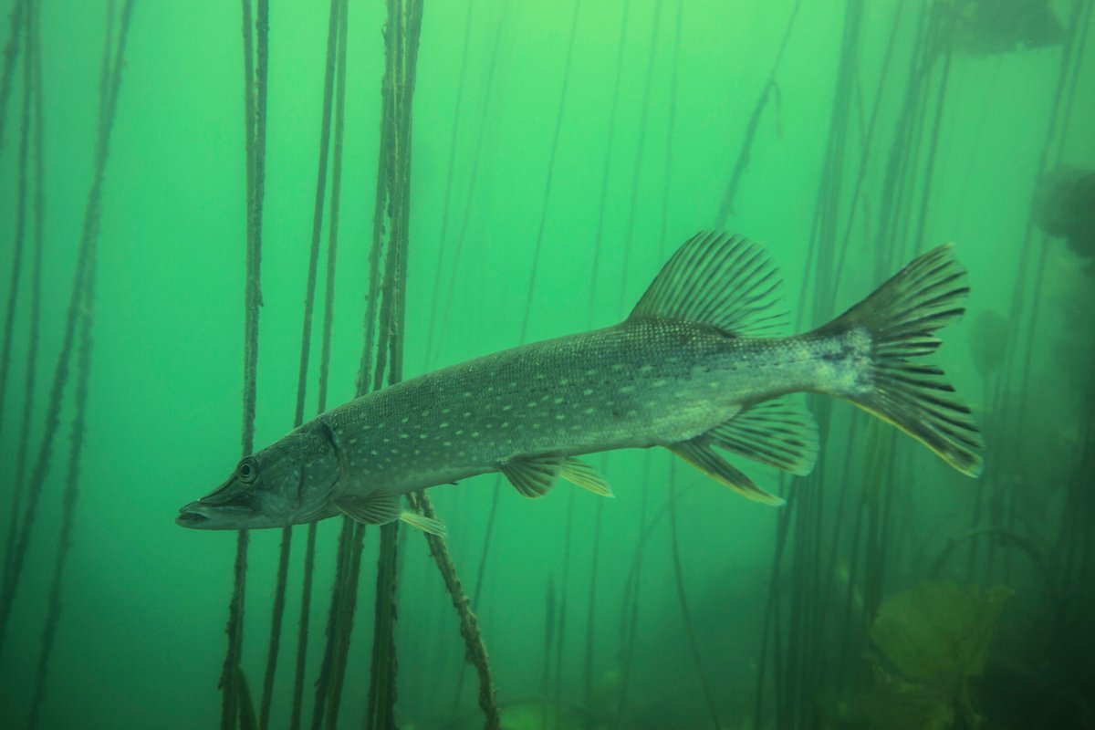 Volgende week vrijdag worden er bij De Wilgenhof snoeken geteld! In de buurt van De Wilgenhof is een paaiplaats van snoeken, de plek waar snoeken paaien en eieren afzetten. Wil je meer van de snoek zien en weten, kom dan kijken bij de telling: natuurstad.nl/activiteitenka…