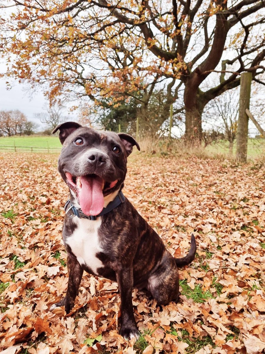 A change in circumstances means a Good home is needed for Charlie. 3 year old staffy. Contact Shannon on +44 7712 287089