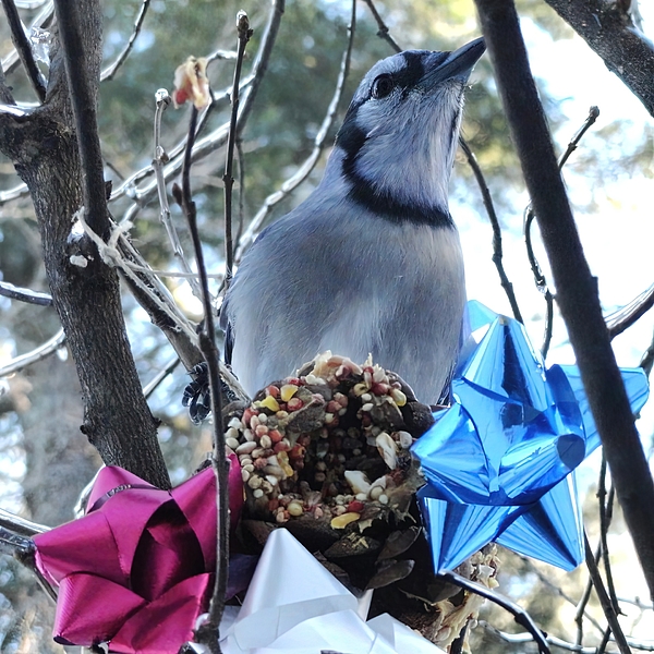 mike breau (@breau_mike) on Twitter photo New artwork for sale! - "Maine Blue Jay Christmas Celebration" - fineartamerica.com/featured/1-mai… <a href="/fineartamerica/">Fine Art America</a> New artwork for sale! - "Maine Blue Jay Christmas Celebration" - fineartamerica.com/featured/1-mai… <a href="/fineartamerica/">Fine Art America</a>