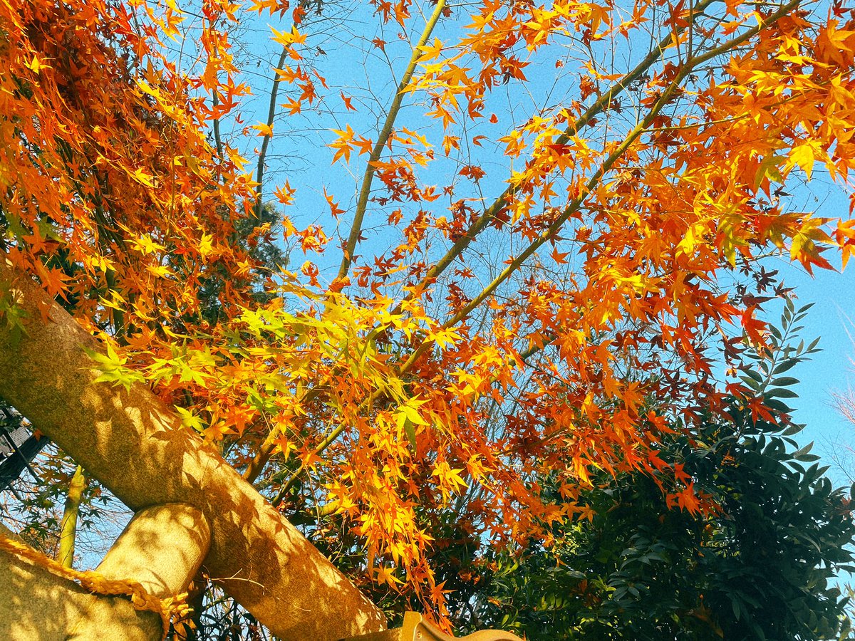 「今日はあったかくて散歩がてら秋がいっぱい撮れた〜 」|文日野ユミのイラスト