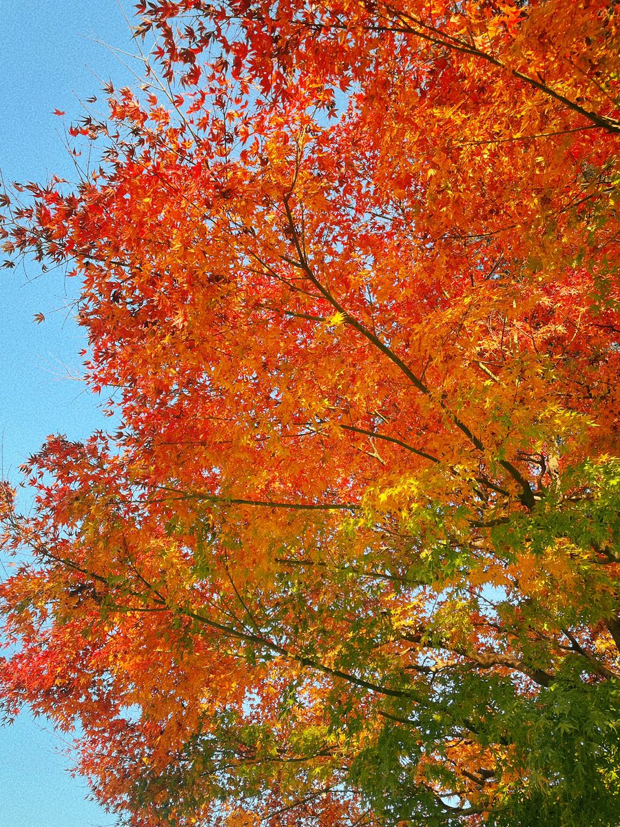 「今日はあったかくて散歩がてら秋がいっぱい撮れた〜 」|文日野ユミのイラスト