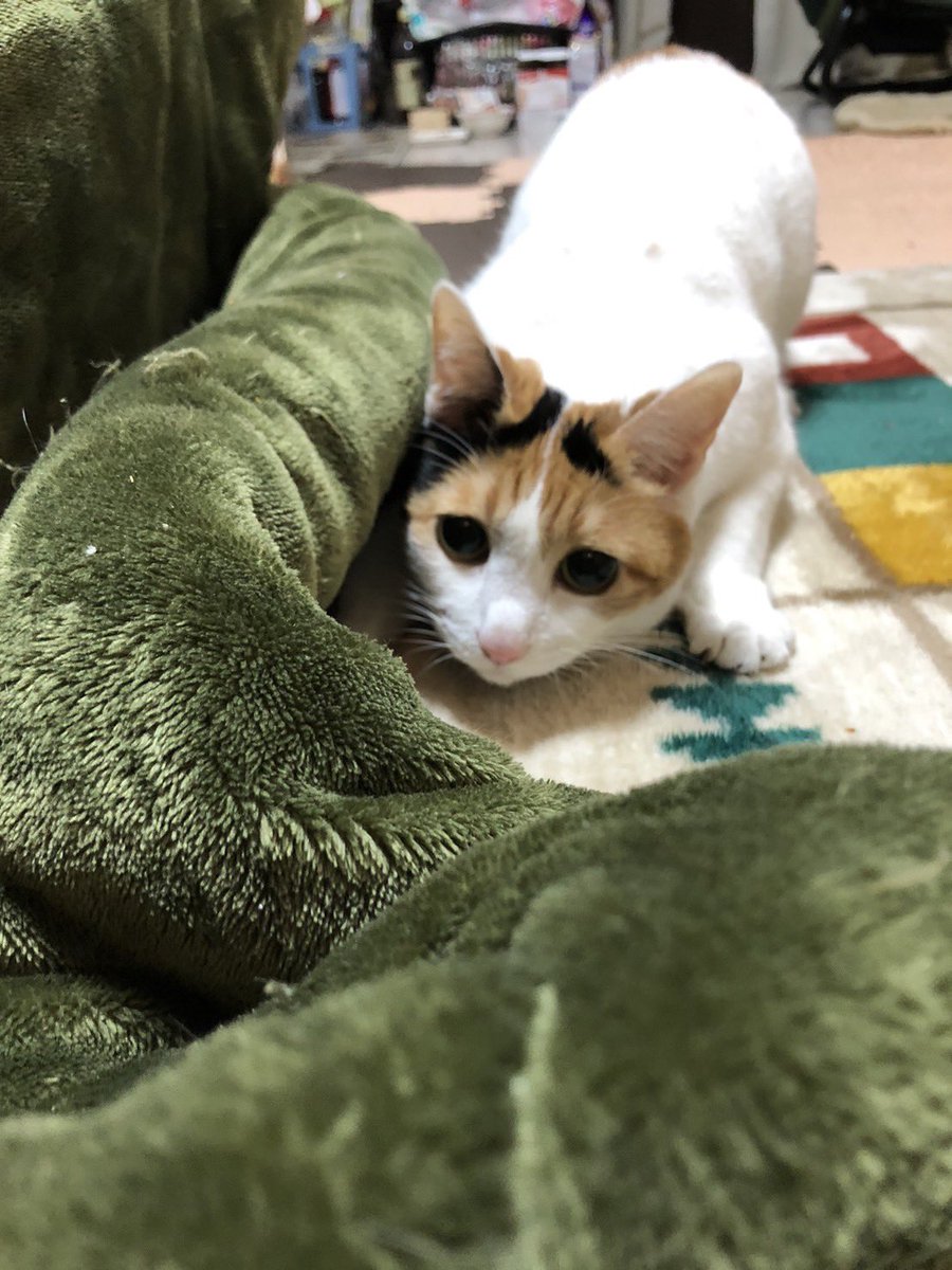 ymt0516's tweet photo. 13歳でこの可愛さ
もーおばあちゃんやろ。 https://t.co/dB3yhC32iD