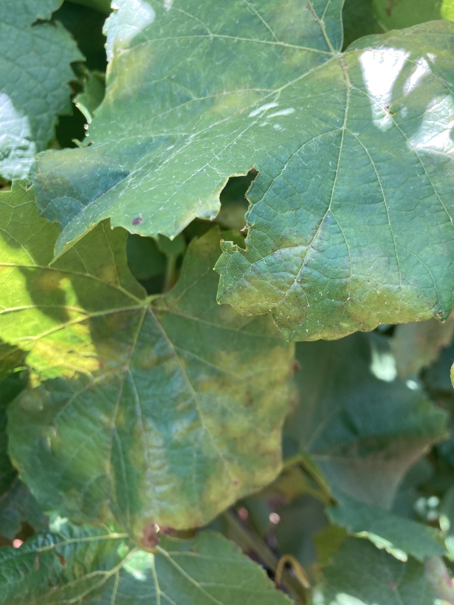 HortApplication's tweet image. A tip from last Friday’s visit, getting your dose right is critical for effective disease control. But you can’t get your concentration factor right if you don’t accurately calculate your dilute application water rate as your starting point #GettingItRightGettingItdone