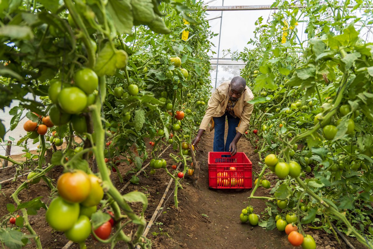 WWF_Kenya's tweet photo. #HappeningNow Green Horticulture at Lake Naivasha Basin #GOALAN end of project conference!

After 5 yrs of implementation, #GOALAN comes to an end. 

The impact?
✅Over 146 farmers practicing sustainable farming.
✅Ready market thro' #VashaGreens shop
✅ KS 1758 certification https://t.co/owWi2pFfvP