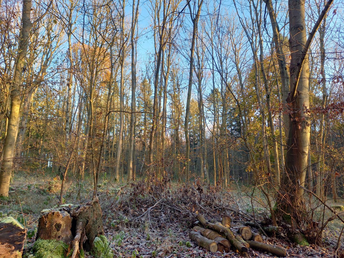 Gorgeous morning for a walk #winter #frost #woodwalk