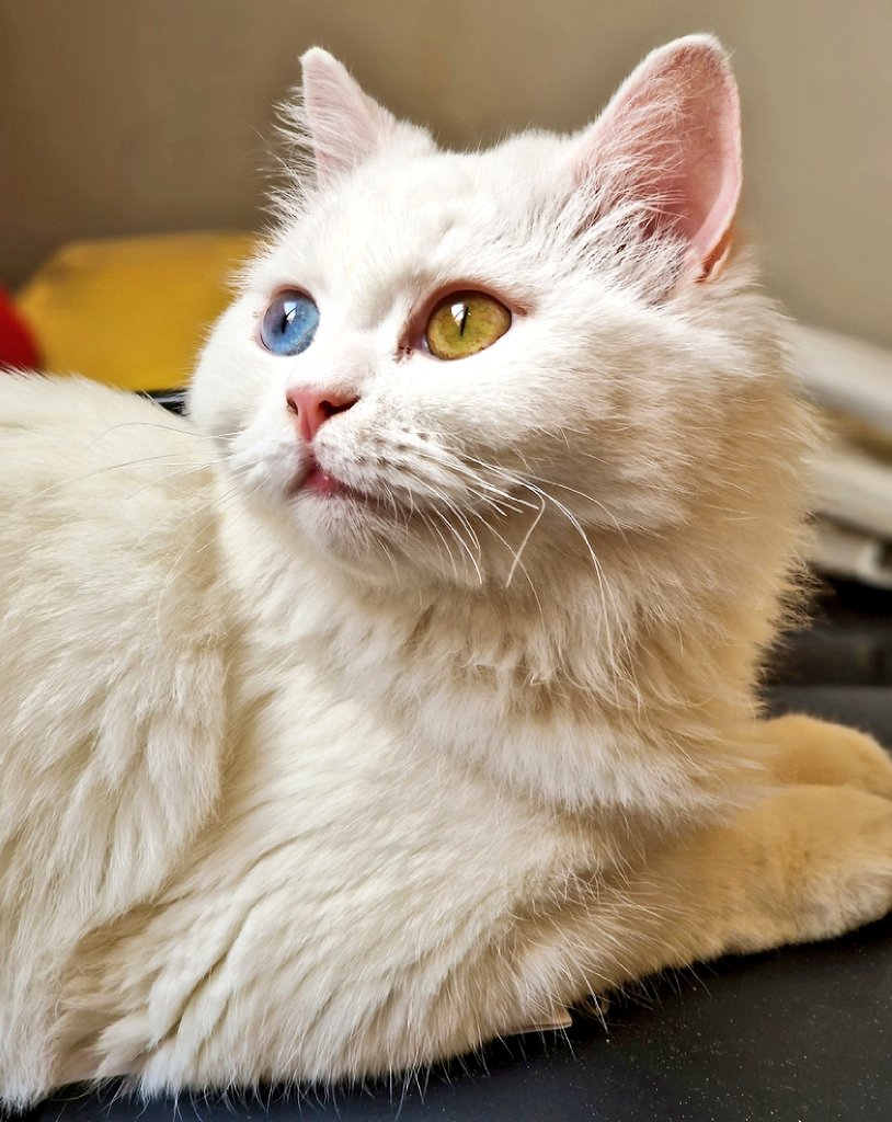 Captured on <a href="/Snapdragon/">Snapdragon</a> powered <a href="/SamsungMobile/">Samsung Mobile</a> Galaxy S22 Ultra...

#CatsofTwittter #ShotOnSnapdragon #SnapdragonInsiders