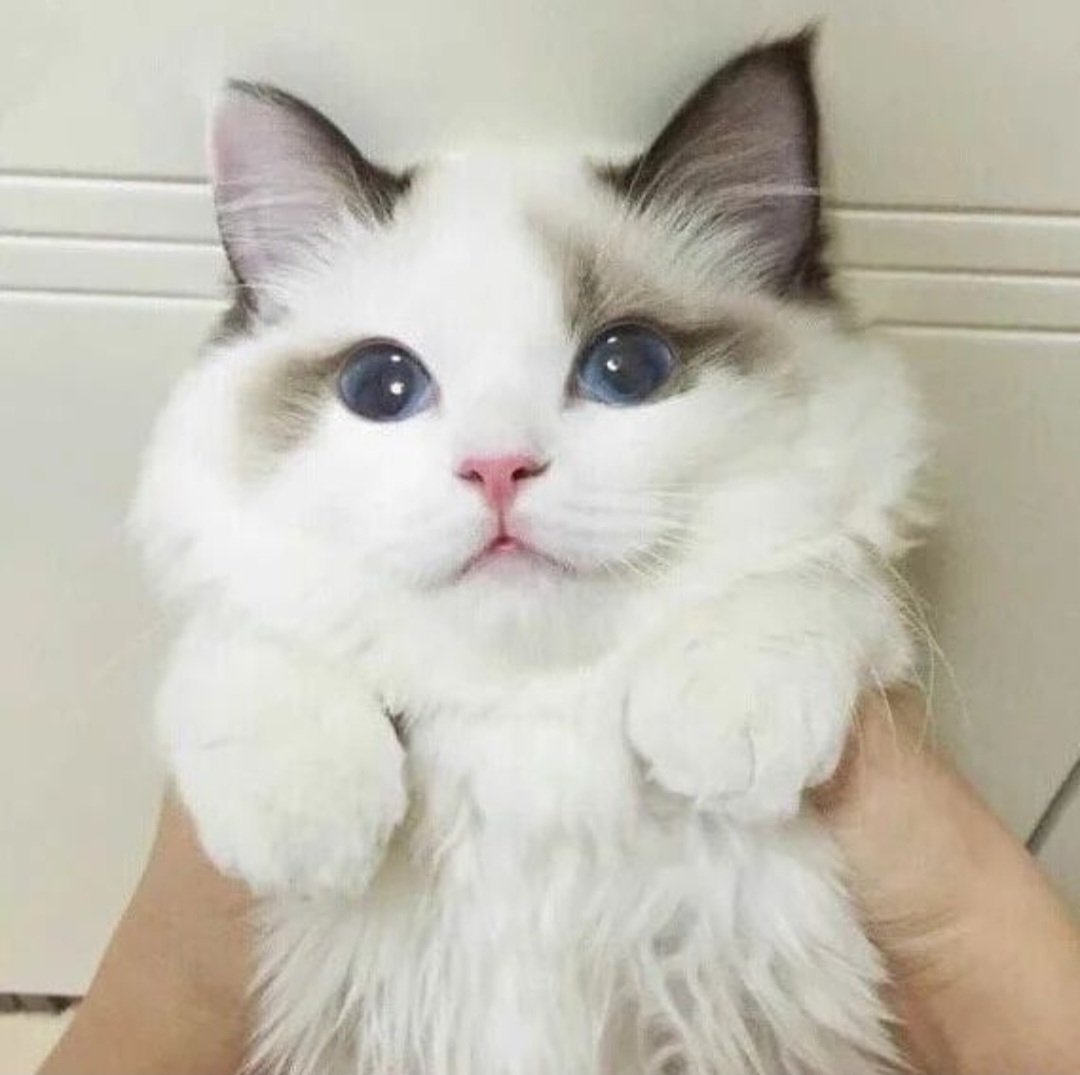 Милые котики с розовыми щечками