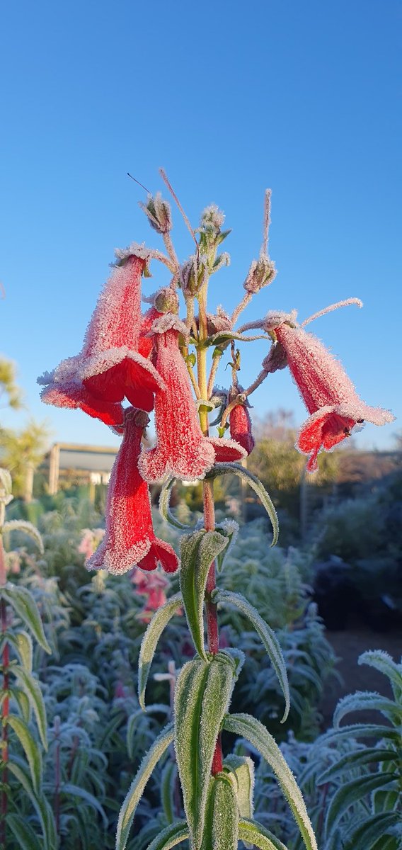 DavidCNurseries's tweet photo. What a beautiful, frosty morning at the Nursery today. We are open every day except Mondays &amp; Tuesdays right the way up to &amp; including Christmas Eve, so if you are looking for that perfect Christmas gift, pop by to see us. #bonsai #niwaki #garden #plants #Coventry #warwickshire https://t.co/iQanmj7scH