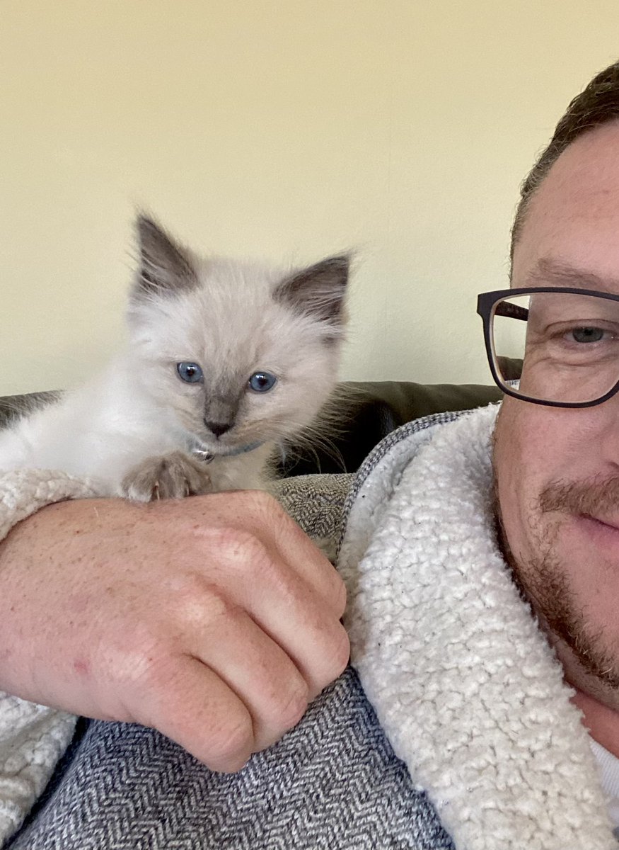 BendyKermit's tweet photo. Twitter, meet Bobby.
Bobby, meet the Twitter. #kitten #ragdoll #8weeksold https://t.co/1V7t1MLEax